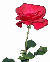 Foto: Rose